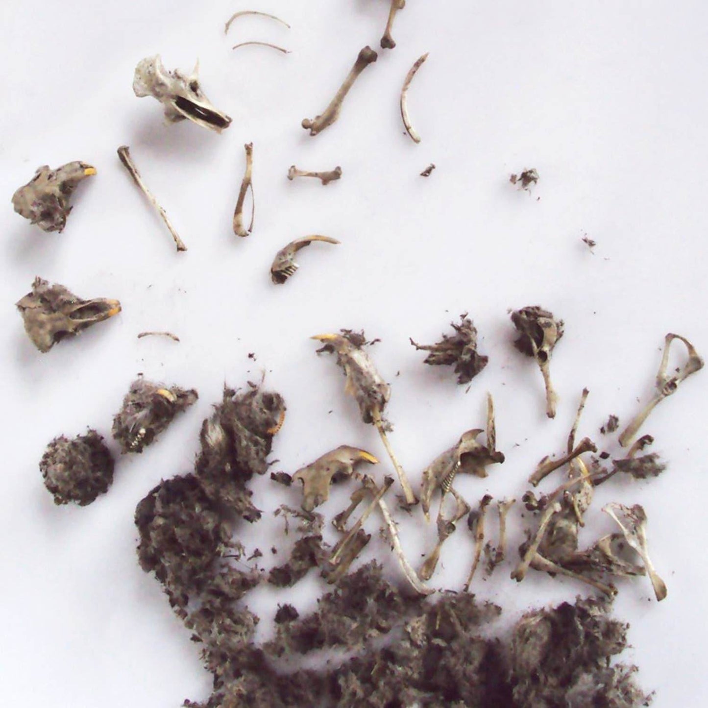 Owl Pellet | Compact Curiosities Dissection Kit Science Demo - - The Puntique