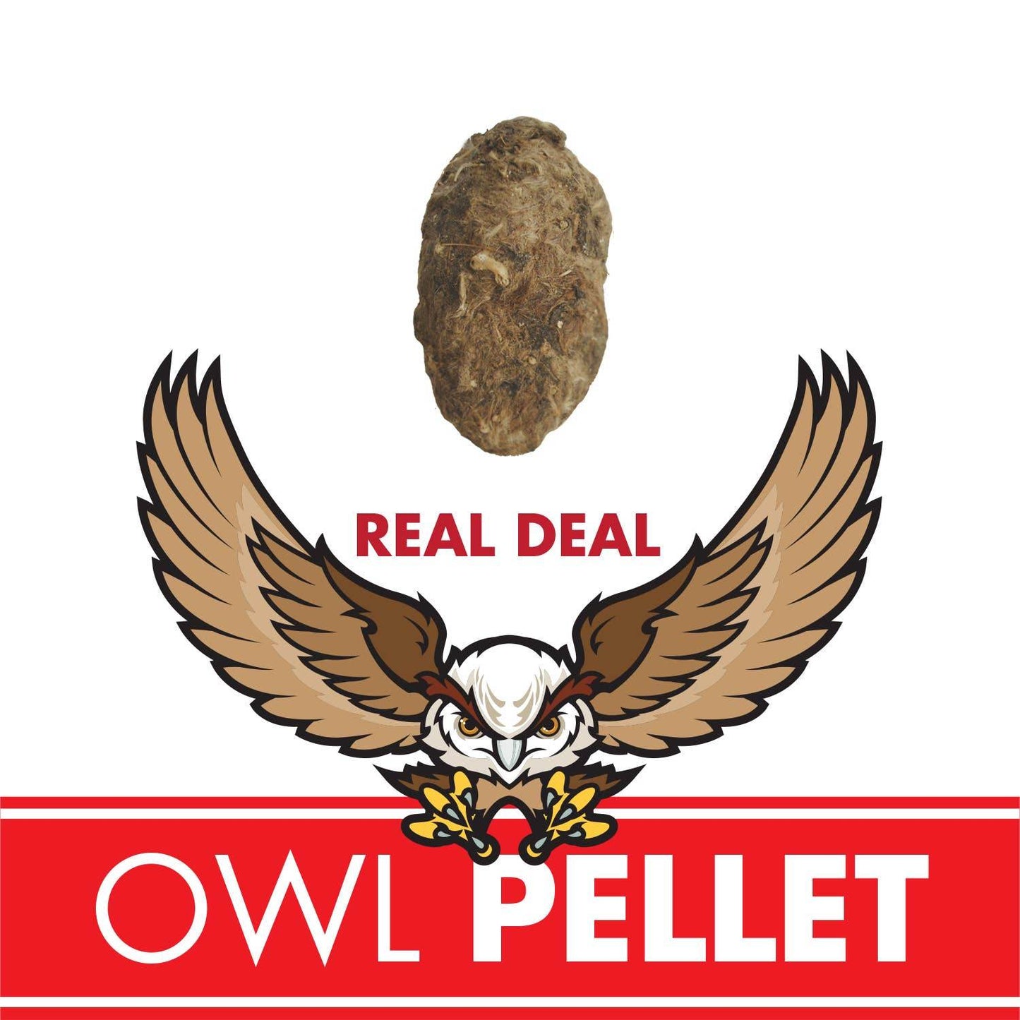 Owl Pellet | Compact Curiosities Dissection Kit Science Demo - Copernicus Toys